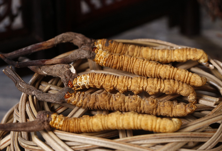 深圳虫草回收网