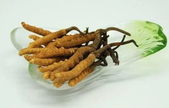 常平虫草回收价格多少