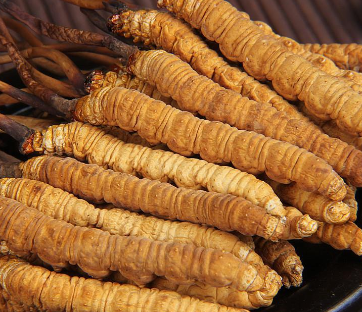 天河虫草回收网