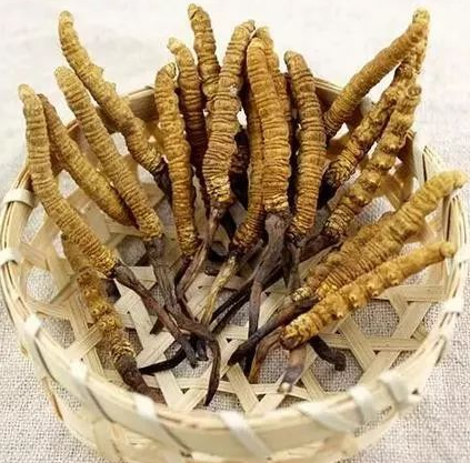 常平虫草回收商家