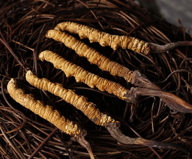 常平专业虫草回收商家