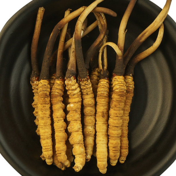 黄埔虫草回收多少钱