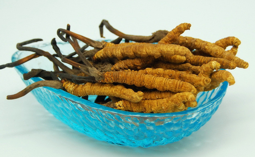 麻涌虫草回收多少钱