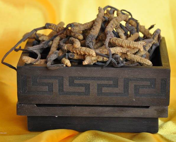 增城虫草回收多少钱