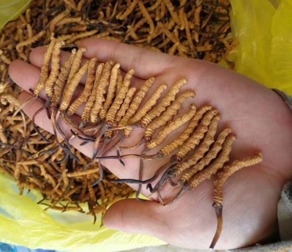 佛山专业虫草回收商家