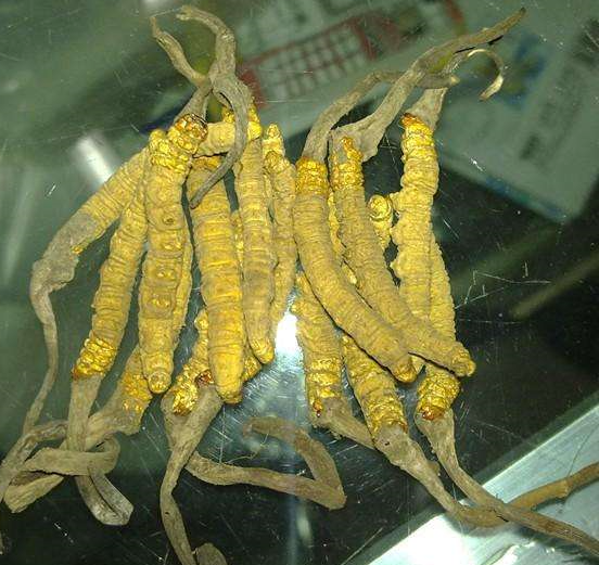 佛山虫草回收什么样的价格高