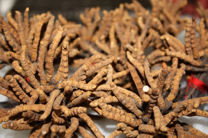 莞城虫草回收具体价格是多少