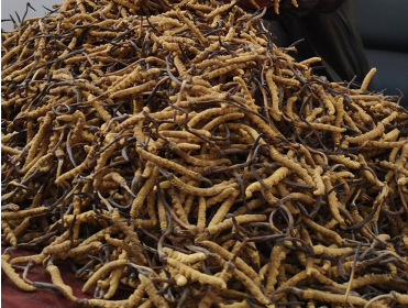 长安虫草回收价格现在多少