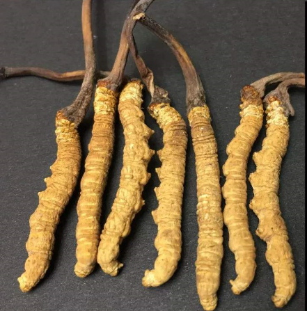 高埗虫草回收一克多少钱