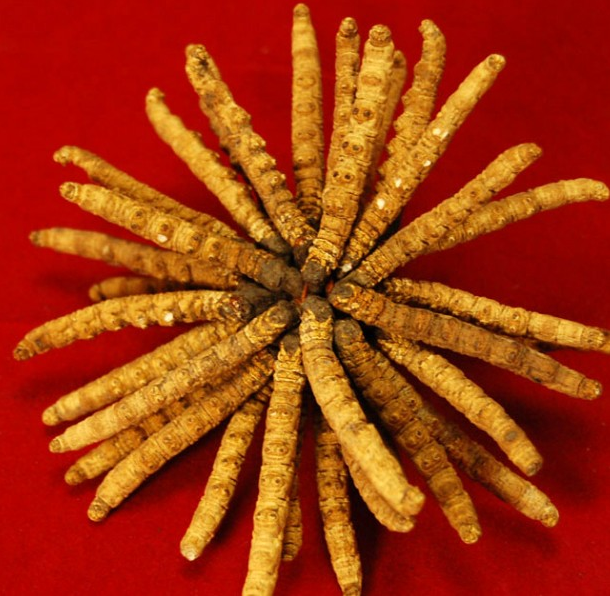 洪梅虫草回收多少钱一斤