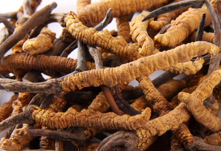 东坑虫草回收多少钱一克