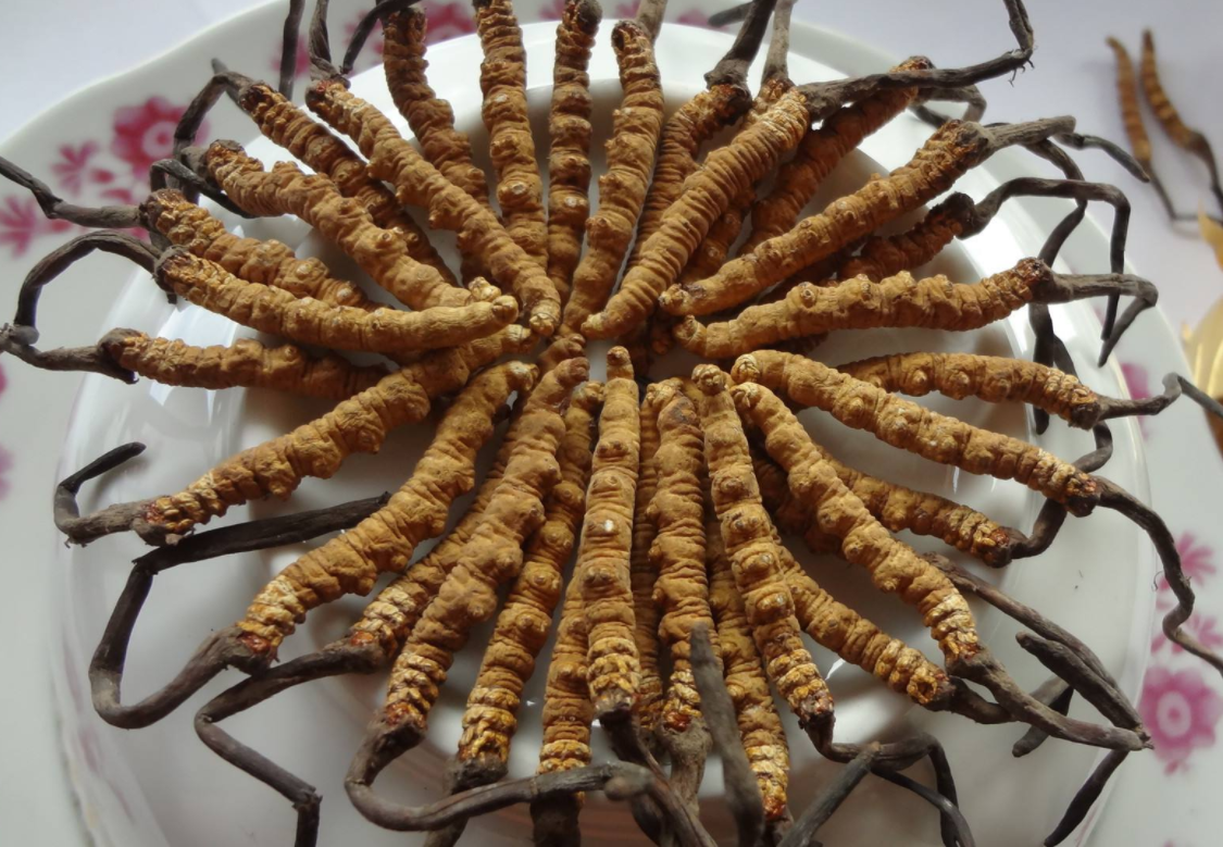 塘厦目前虫草回收价格是多少