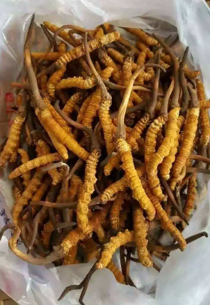 吉大虫草回收价格