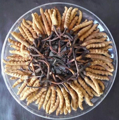 东源虫草回收高价上门