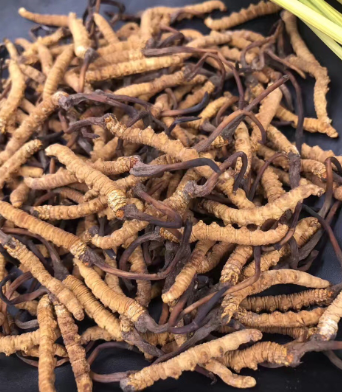 清城虫草回收目前价格多少