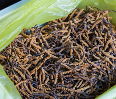 英德近期虫草回收价格是多少