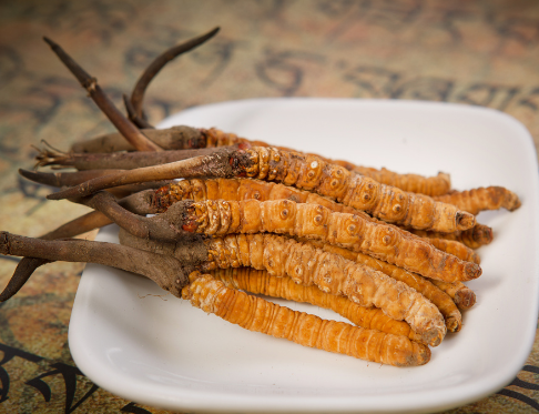 当前连州虫草回收价格