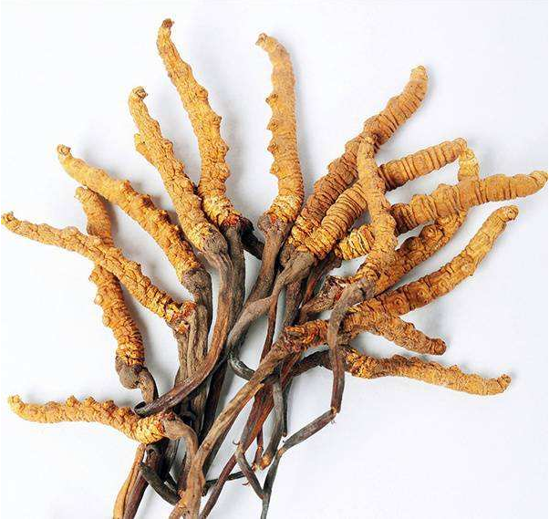 深圳虫草回收网