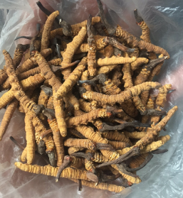 东升虫草回收价格多少