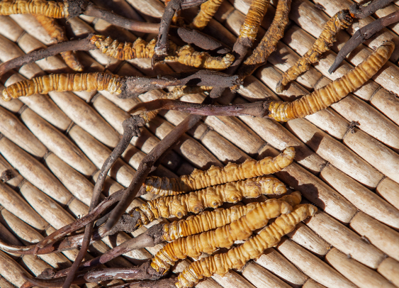 横栏虫草回收一克多少钱