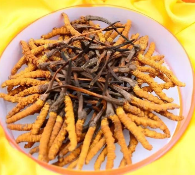 横栏虫草回收一克多少钱