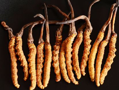 沙溪虫草回收每克多少钱