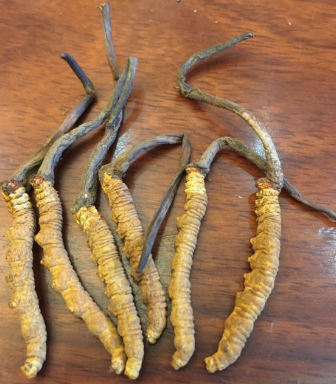 坦洲虫草回收每斤多少钱