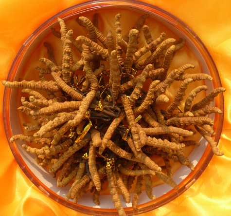 中山港虫草回收多少钱一公斤