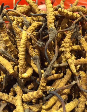 中山回收虫草每斤多少钱