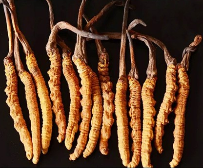 中山虫草回收价格多少