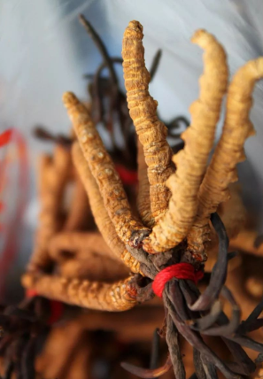 东城上门虫草回收商家