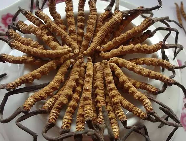 白云虫草回收价格多少钱一斤