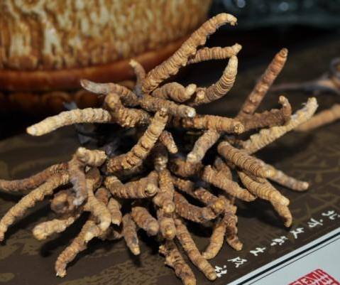 白云虫草回收2根一克大概多少钱