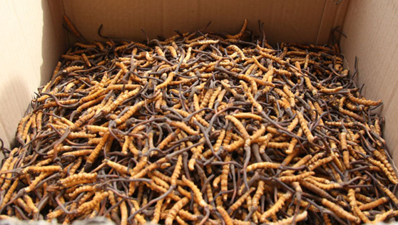 越秀虫草回收市场价格多少