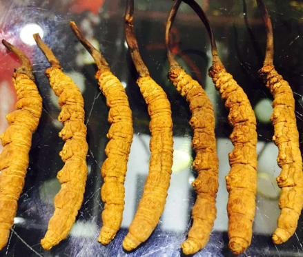 沙田虫草回收多少钱