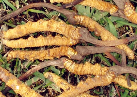 虫草具体价格在沙田回收多少钱一克