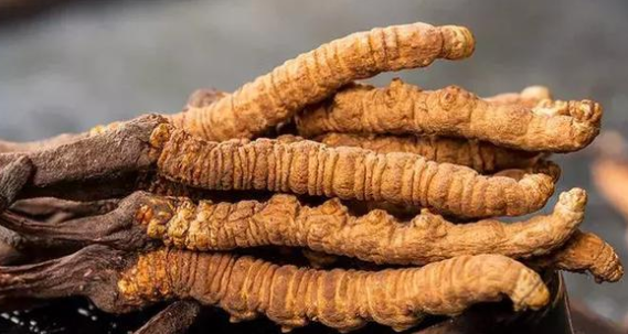 道滘虫草回收价格