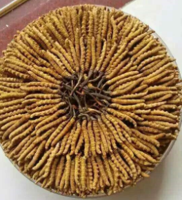 道滘上门虫草回收商家