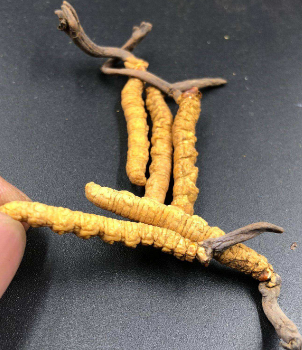 海珠虫草回收多少钱一公斤