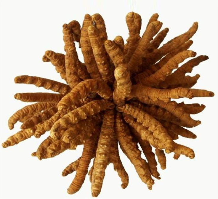 萝岗虫草回收价格多少