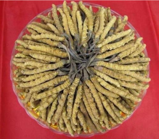 近几年博罗虫草回收行情