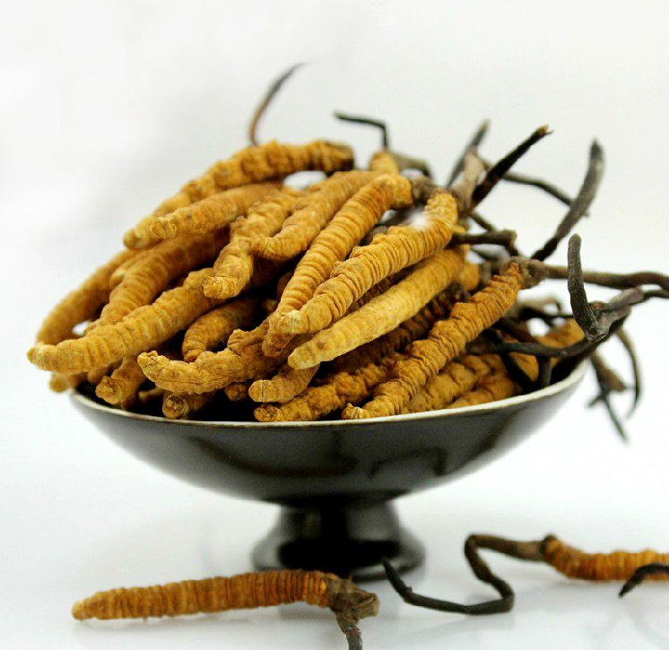 龙门虫草回收价格多少钱一公斤