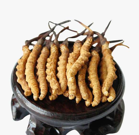 今日淡水虫草回收价格