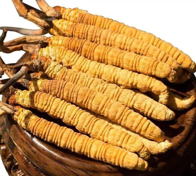 正规仲恺虫草回收商家哪里找