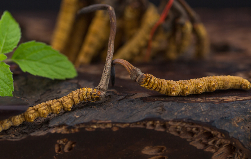 广州虫草回收商家报价介绍