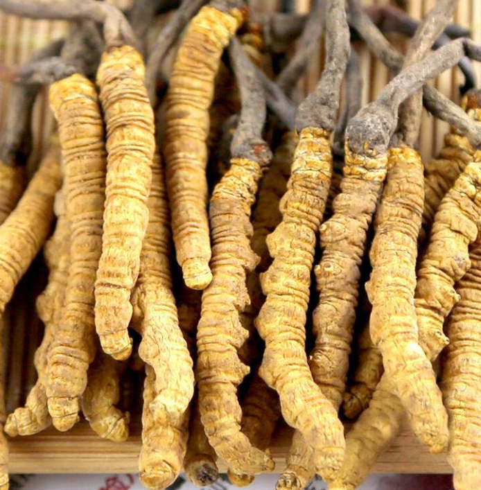 今年仲恺虫草回收价格