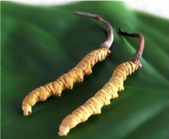 大朗虫草回收价格