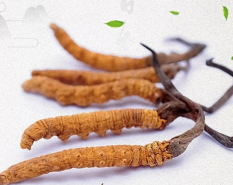 石龙虫草回收,哪里虫草回收价格高