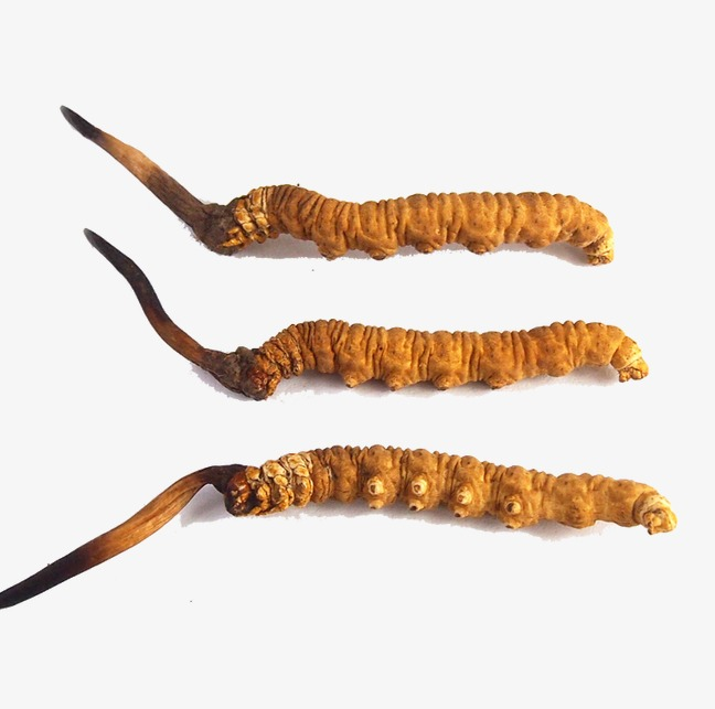 洪梅虫草回收商家