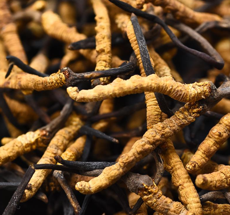 港口虫草回收商家在哪个位置